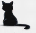blacorr